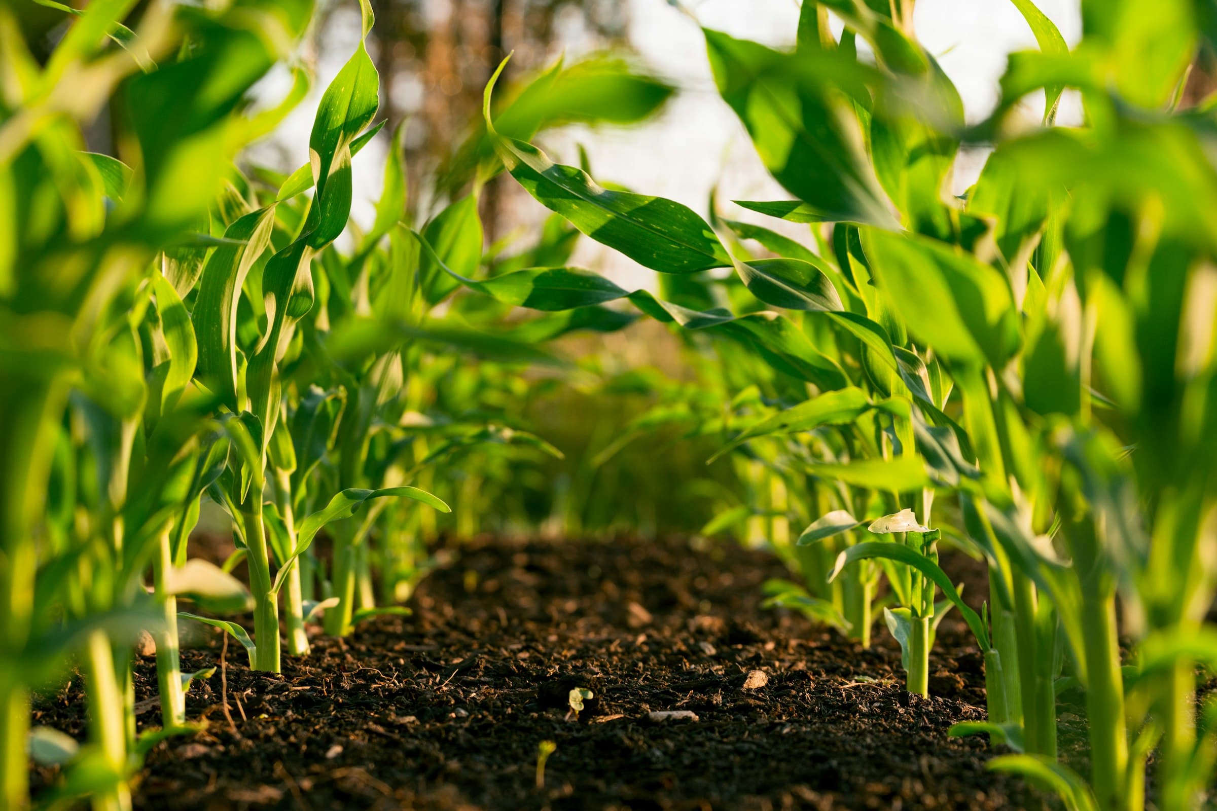 Agricultural field under soft daylight